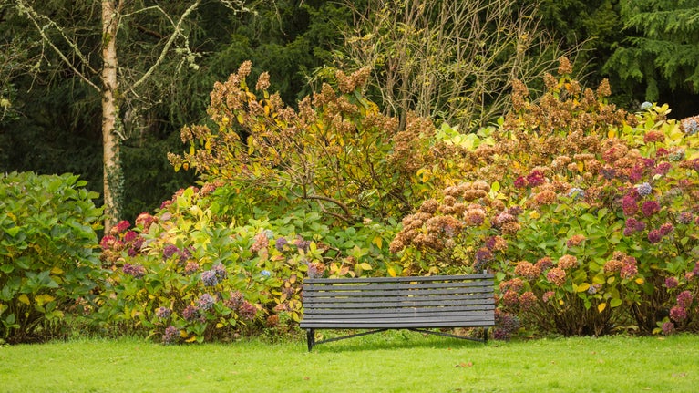 An autumn border with a bench in front of it